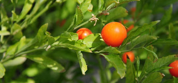 Ashwagandha: All that you didn’t know